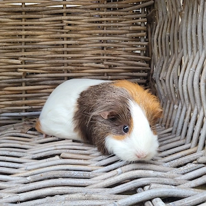Meerschweinchen Mädels suchen Zuhause 