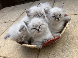 Ragdoll Kitten Kätzchen ab dem 27.06. abzugeben