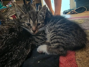 katzenbaby Mädchen sucht noch 