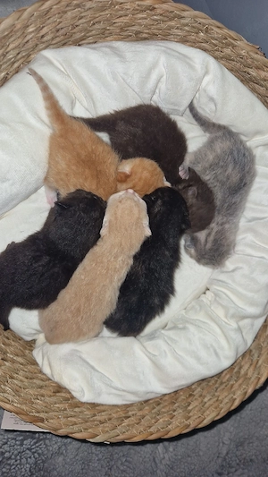 6 süße ragdoll bkh mix kitten
