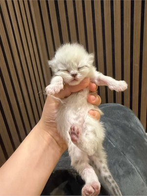 Reinrassige Perser-Kitten abzugeben   