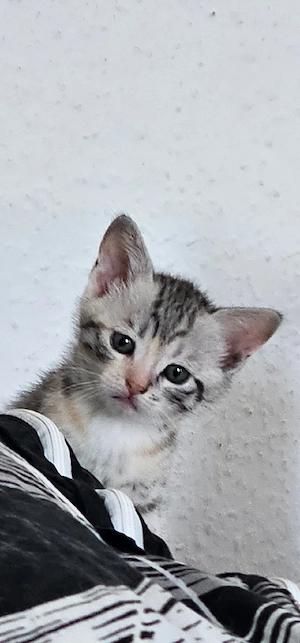 BKH-Mix Kitten 