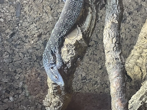 Varanus Macraei 1.0 05 24