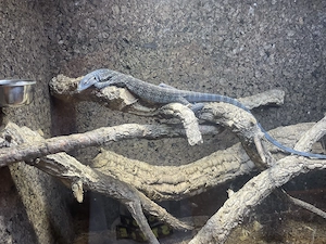 Varanus Macraei 1.0 05 24 Bild 2