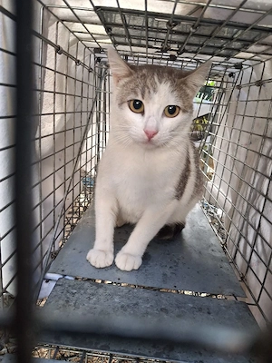 schüchterne junge Katze Sushi sucht ein tolles Zuhause mit Artgenossen