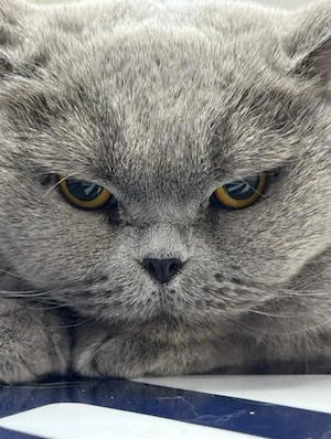 Gabana Ruhiges Katzenmädel sucht gechillte Familie