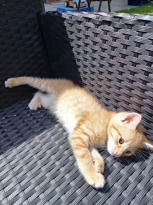 Süßes Katzenbaby