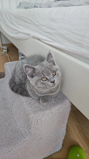 BkH Kitten in blue