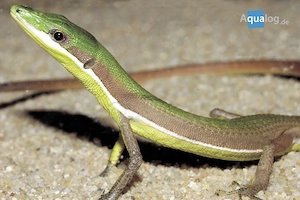 Reptilien Eier auzugeben    Gecko   Schlangen   echsen  