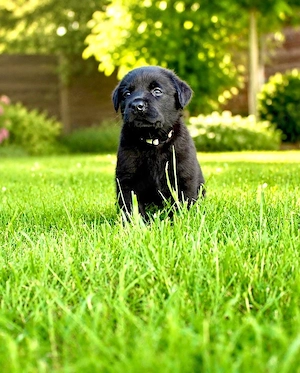 Labradorwelpen aus liebevoller Aufzucht