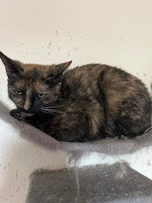 katzen verkauf