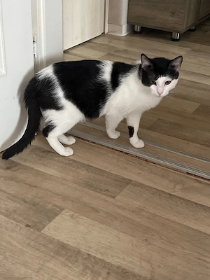 katzen verkauf