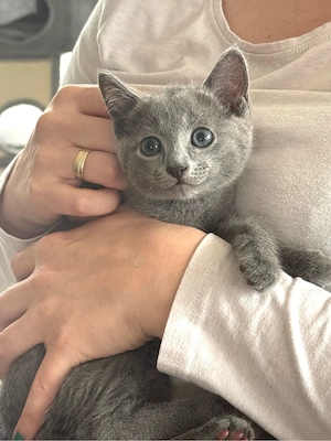 Russisch Blau Kitte (m) mit Stammbaum