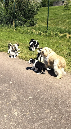 Pon Welpen mit Papieren abzugeben Bild 3
