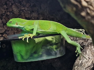 brachylophus fasciatus ( Fidschi Leguan)