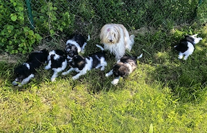 Pon Welpen mit Papieren abzugeben Bild 4