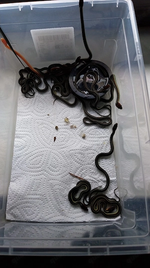 Thamnophis sirtalis infernalis Babys  Bild 3