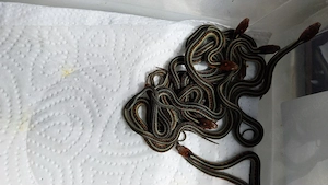 Thamnophis sirtalis infernalis Babys 
