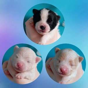 Unsere Wunderschöne Reinrassigen Pomeranian Welpen sind da!
