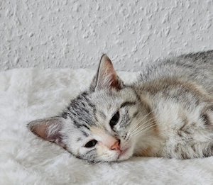 BKH-Mix Kitten  Bild 2