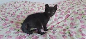 Katzenbaby " Karlo"