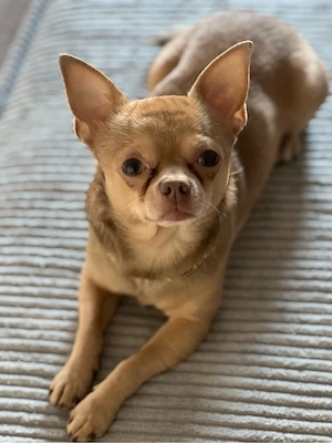 Chihuahua-Chico 