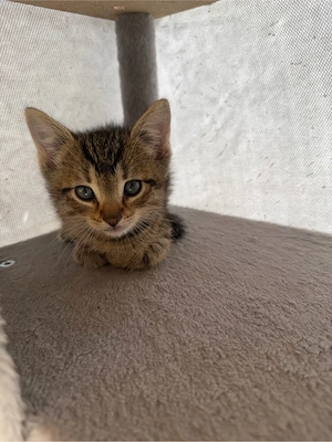 4 süße Katzenbabys suchen ein liebevolles Zuhause