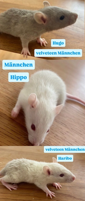 7 süße Ratten babys  Bild 2