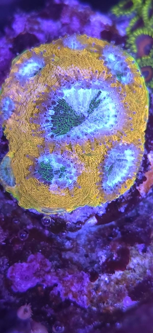 Echinophilia Meerwasser Koralle