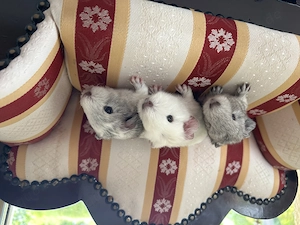 Meerschweinchen  Böckchen Bild 3