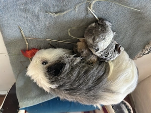 Meerschweinchen  Böckchen Bild 2