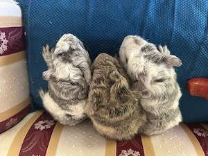 Meerschweinchen  Böckchen Bild 4