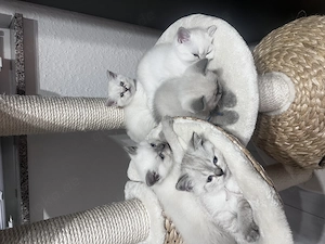  Wunderschöne reinrassige BKH-Kitten suchen ein liebevolles Zuhause 
