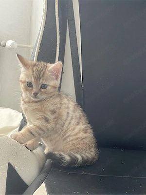     Wunderschöne BKH Babys suchen neues Zuhause   