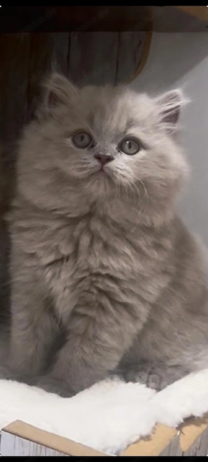 Wunderschöner Britisch Langhaar Kater lilac sucht liebevolles Zuhause   