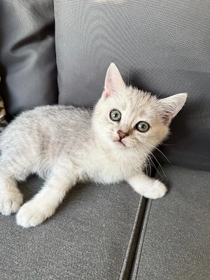 3 süße bkh kater  Bild 7