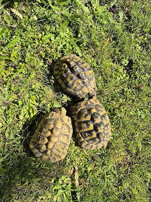 Griechische Landschildkröten THB 2014