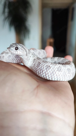 Hakennasennatter Lavender Caramel Hypo Albino Conda