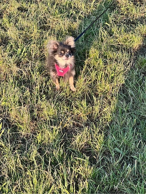 Chihuahua Hündin langhaar