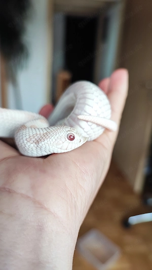    YETI 2024 ( Axanthic Albino Conda ) W-Holdback Hakennasennatter
