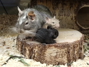 Knuddelige Degu Kids,kunterbunt:schwarz&sand&schoko-,Schecke suchen ihr Zuhause im Glück! Bild 10