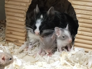 Knuddelige Degu Kids,kunterbunt:schwarz&sand&schoko-,Schecke suchen ihr Zuhause im Glück! Bild 2