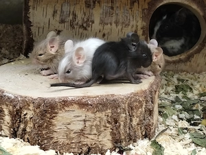 Knuddelige Degu Kids,kunterbunt:schwarz&sand&schoko-,Schecke suchen ihr Zuhause im Glück! Bild 5