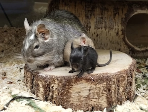Knuddelige Degu Kids,kunterbunt:schwarz&sand&schoko-,Schecke suchen ihr Zuhause im Glück! Bild 1