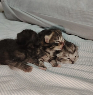 Katzenbabys sind 3Wochen alt es ist Britisch Kurzhaar  Bild 3