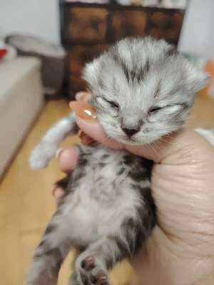 Katzenbabys sind 3Wochen alt es ist Britisch Kurzhaar  Bild 2