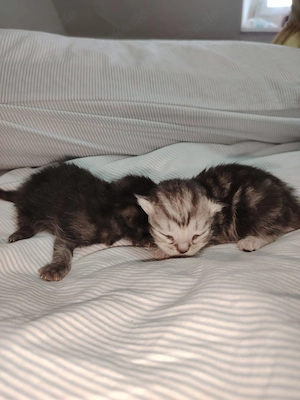 Katzenbabys sind 3Wochen alt es ist Britisch Kurzhaar 