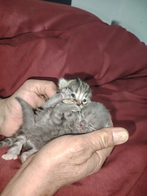 Katzenbabys sind 3Wochen alt es ist Britisch Kurzhaar  Bild 4
