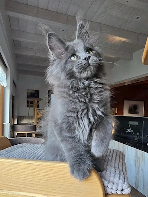    Wunderschöne Maine-Coon-Kätzchen zu verkaufen   