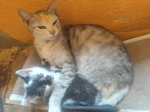 Katzen Kitten